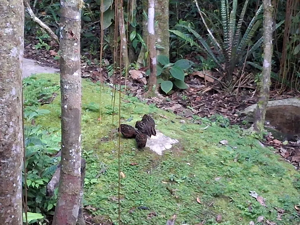 棕胸林鹑(Odontophorus speciosus)