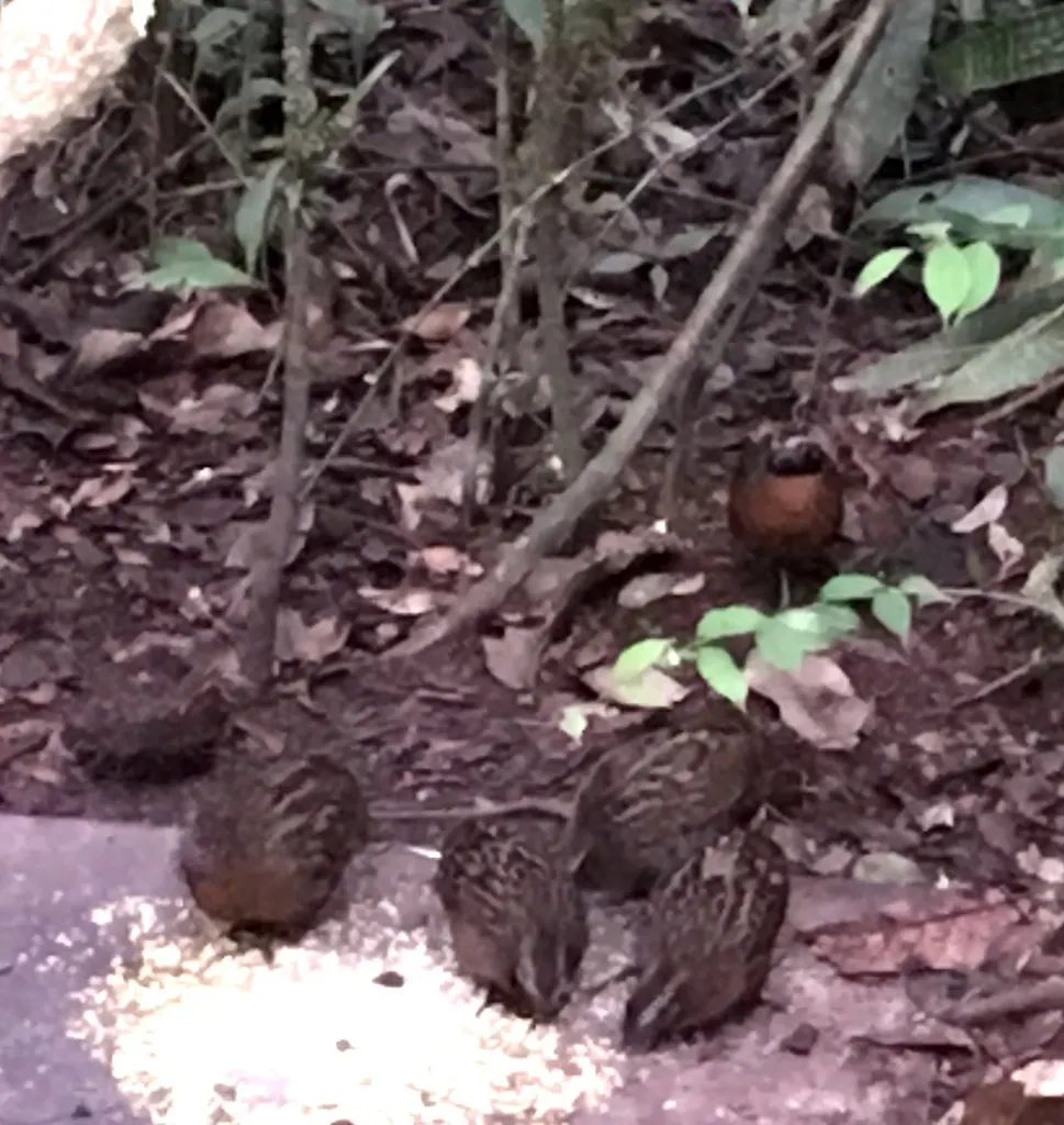 棕胸林鹑(Odontophorus speciosus)
