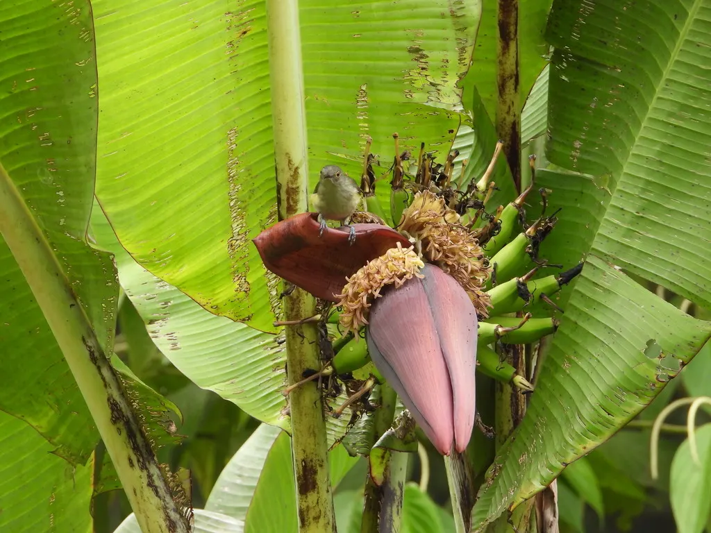 小弯嘴吸蜜鸟(Oedistoma iliolophus)