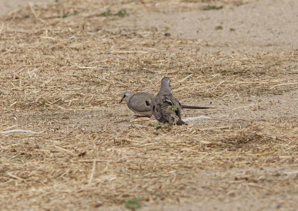 小长尾鸠(Oena capensis)