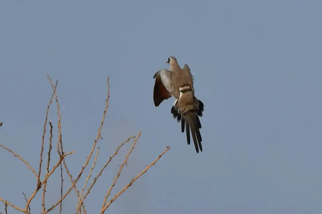 小长尾鸠(Oena capensis)