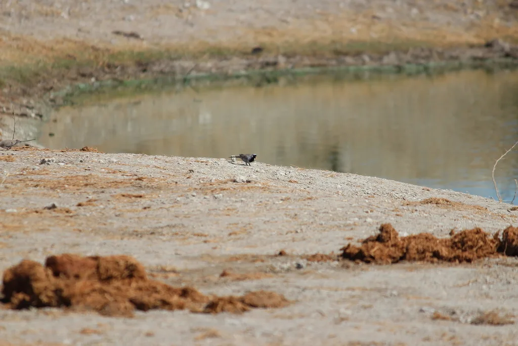 小长尾鸠(Oena capensis)