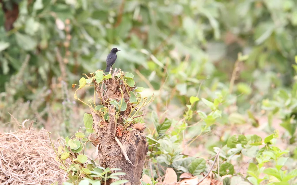 白额䳭(Oenanthe albifrons)