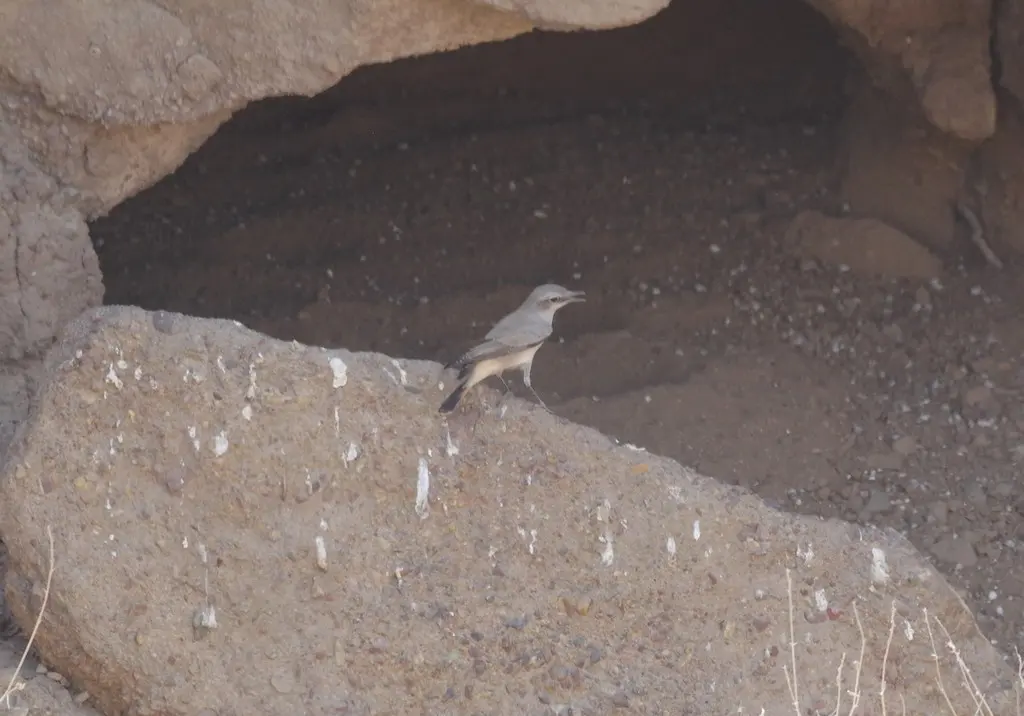 红尾䳭(Oenanthe chrysopygia)