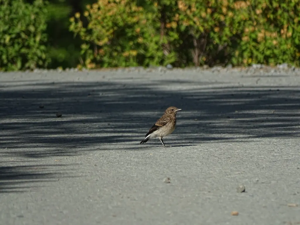 塞浦路斯䳭(Oenanthe cypriaca)