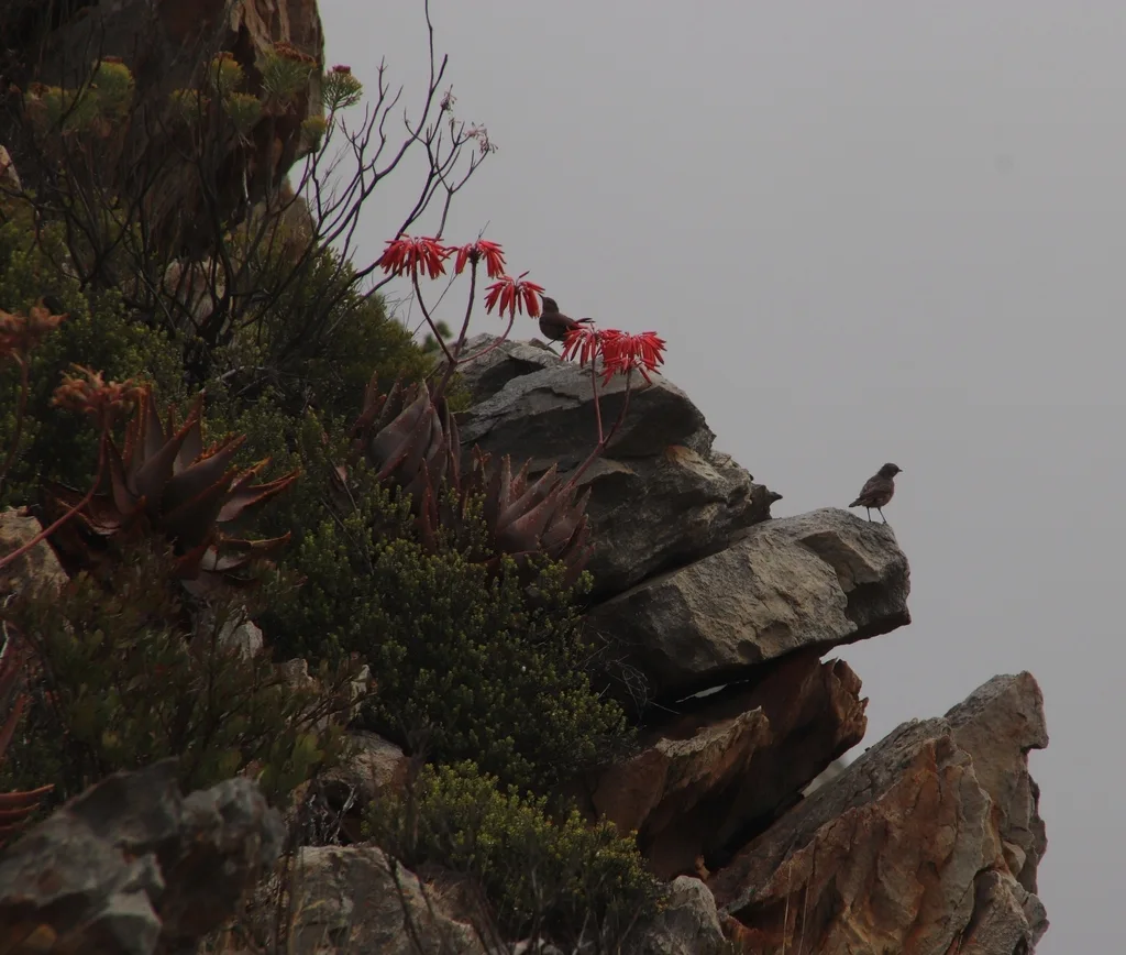 红尾岩䳭(Oenanthe familiaris)