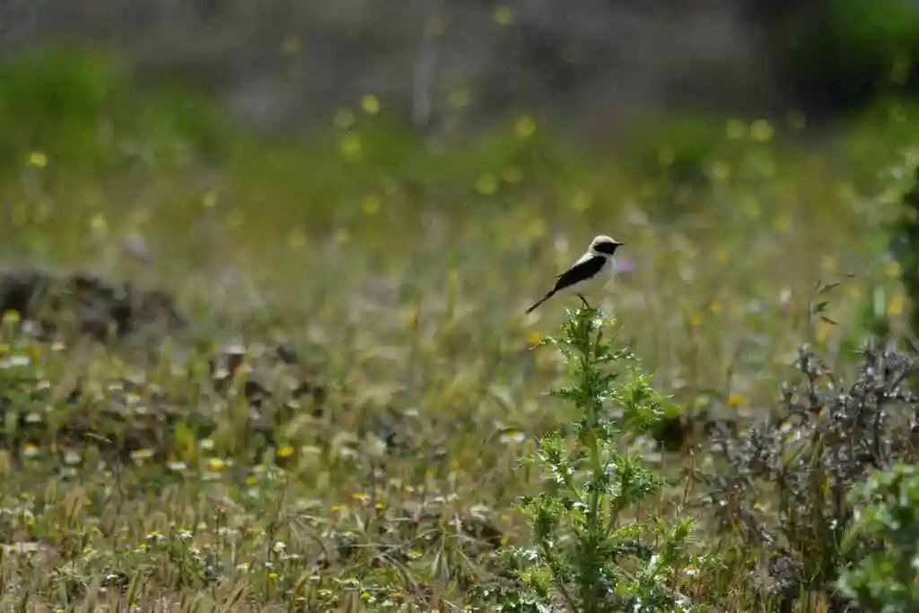 黑耳䳭(Oenanthe hispanica)