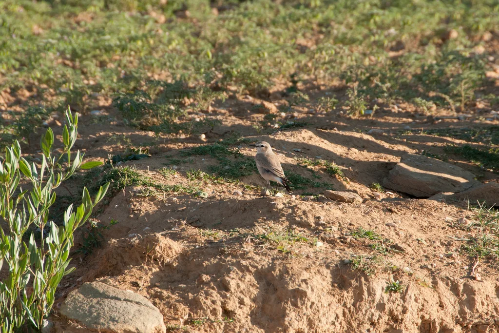 沙䳭(Oenanthe isabellina)