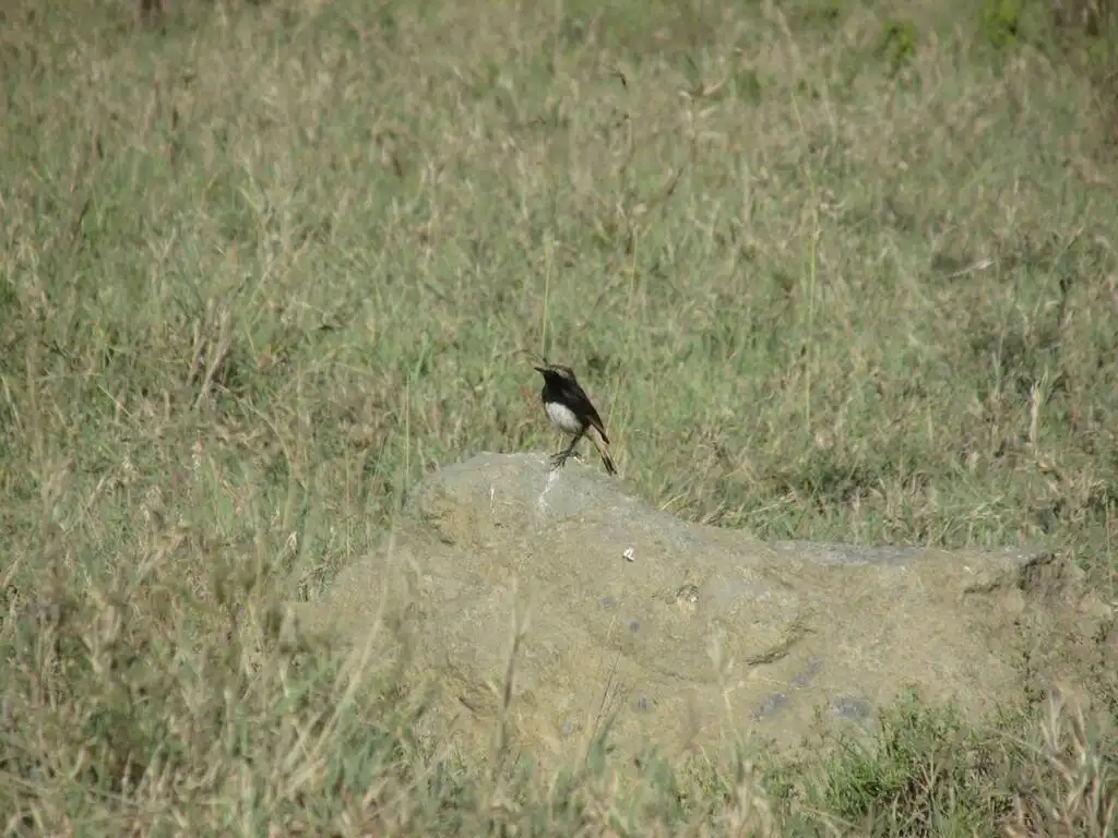 东非悲䳭(Oenanthe lugubris)
