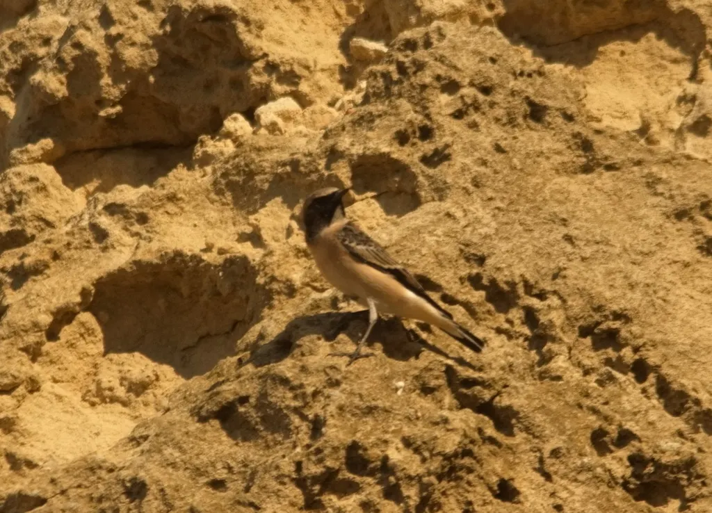 东黑耳䳭(Oenanthe melanoleuca)