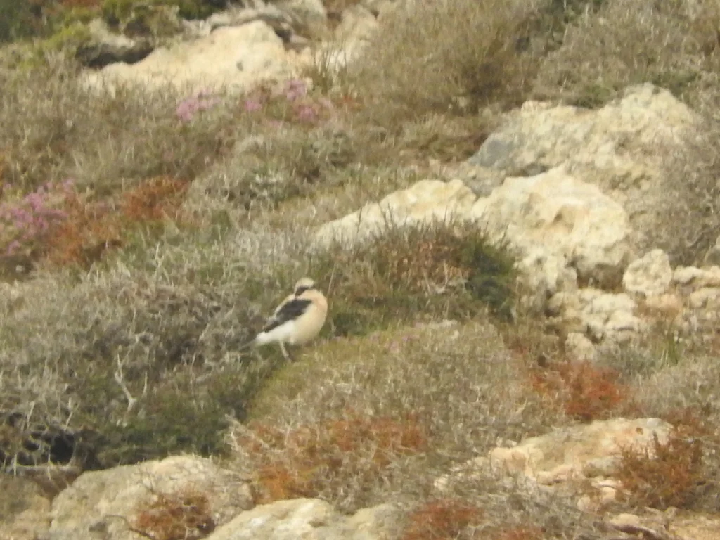 东黑耳䳭(Oenanthe melanoleuca)
