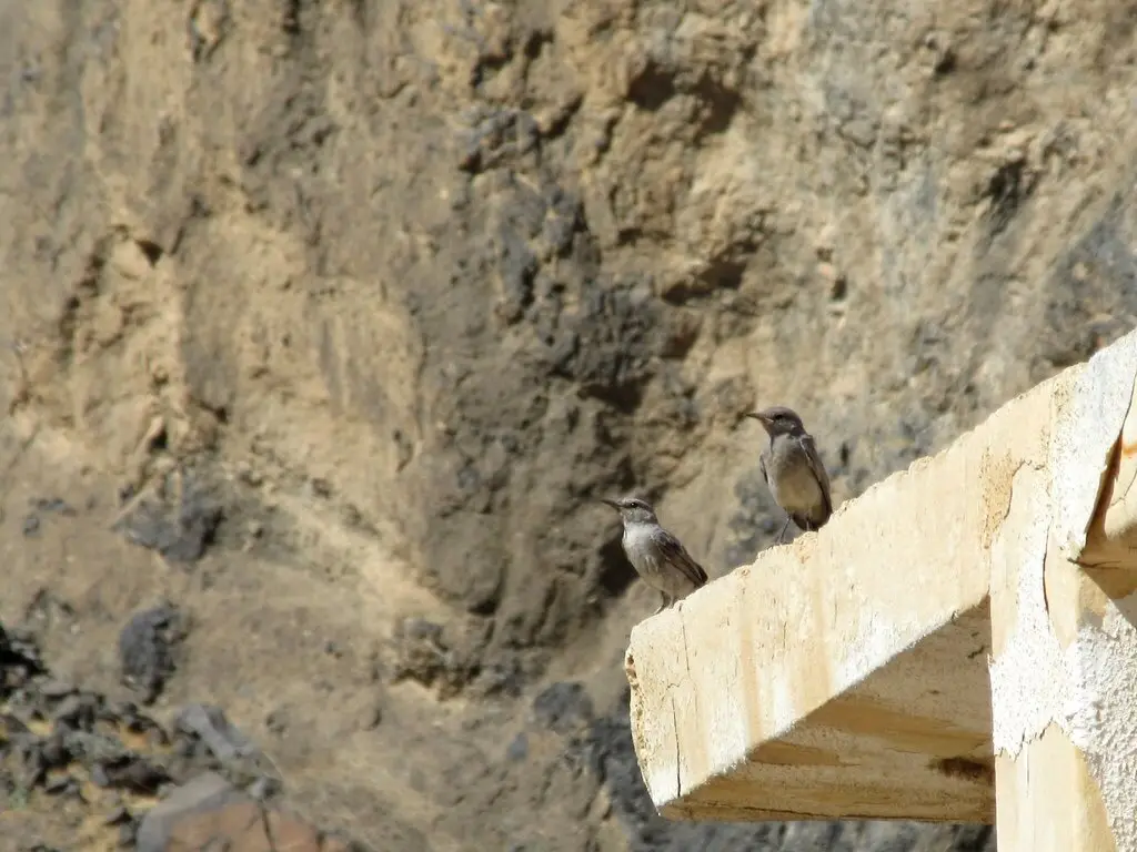 黑尾岩䳭（Oenanthe melanura）