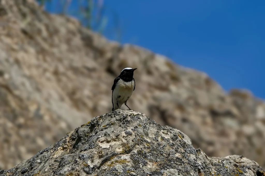 白顶䳭(Oenanthe pleschanka)
