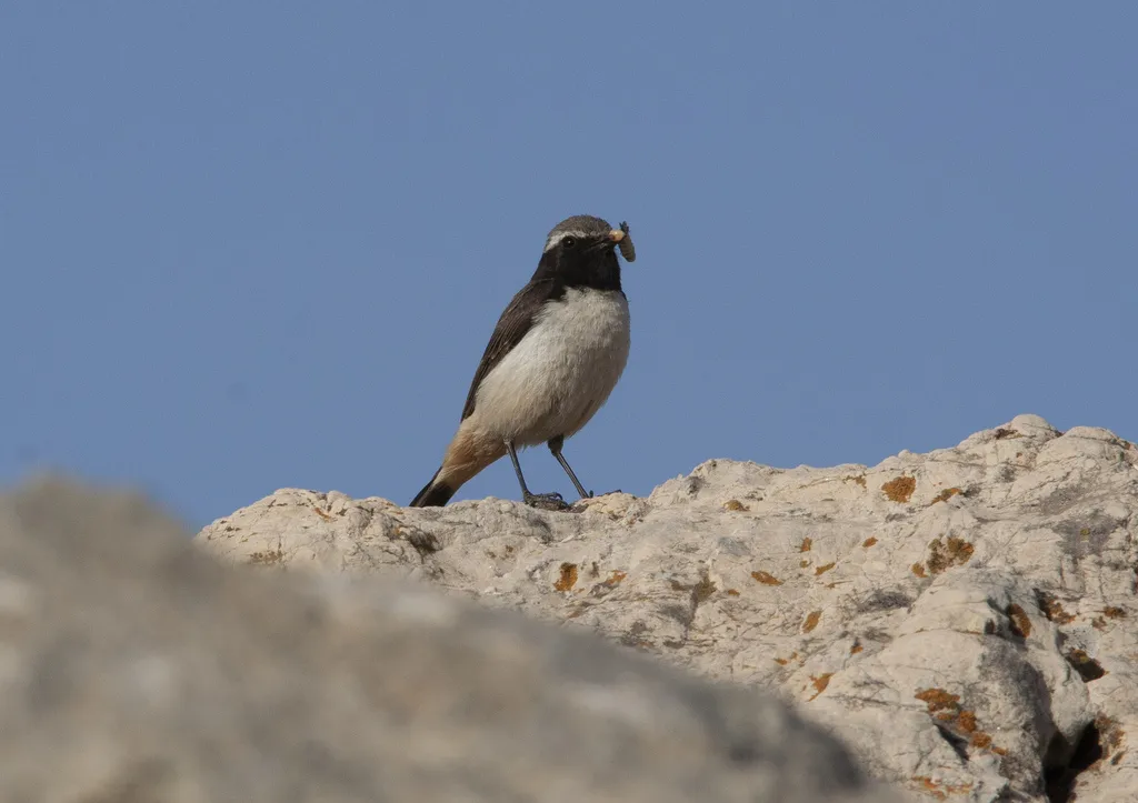 黑脸红尾䳭(Oenanthe xanthoprymna)