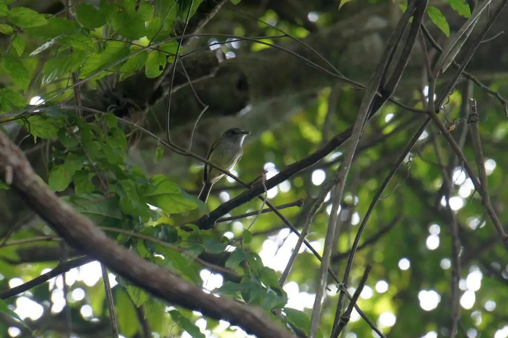 北弯嘴霸鹟（Oncostoma cinereigulare）