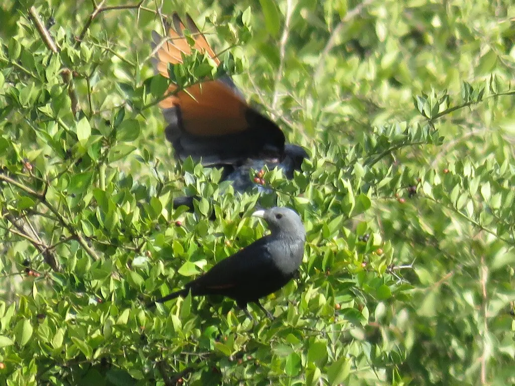 白嘴栗翅椋鸟(Onychognathus albirostris)