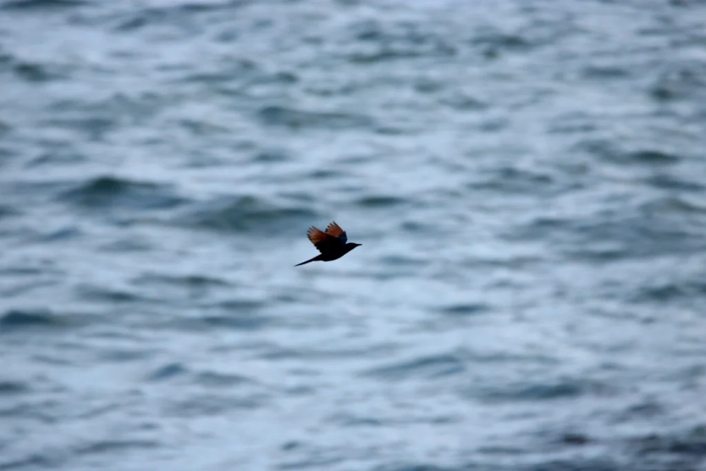 红翅椋鸟(Onychognathus morio)