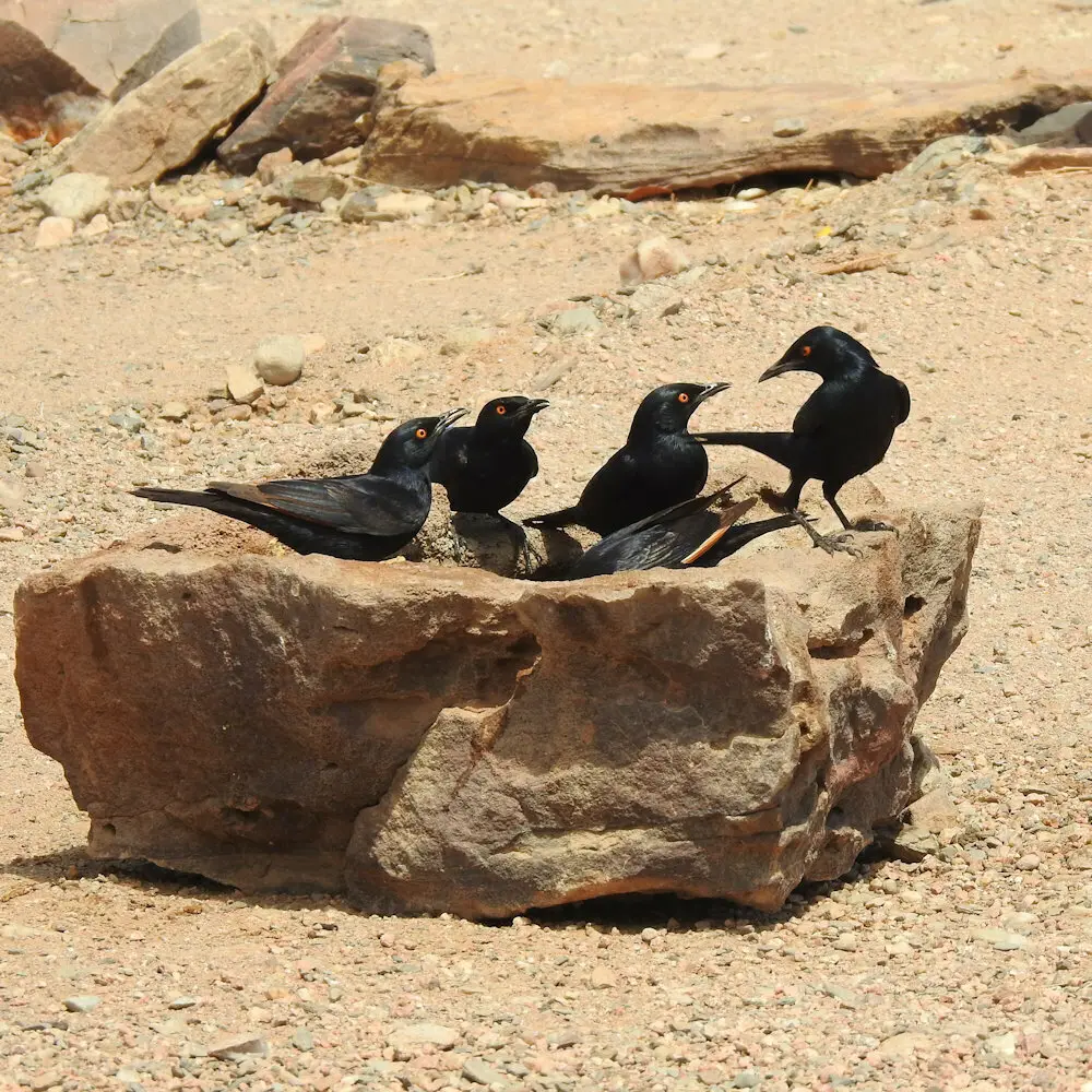 淡栗翅椋鸟(Onychognathus nabouroup)