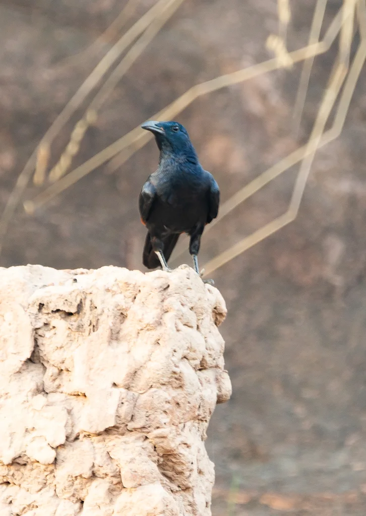 诺氏栗翅椋鸟(Onychognathus neumanni)