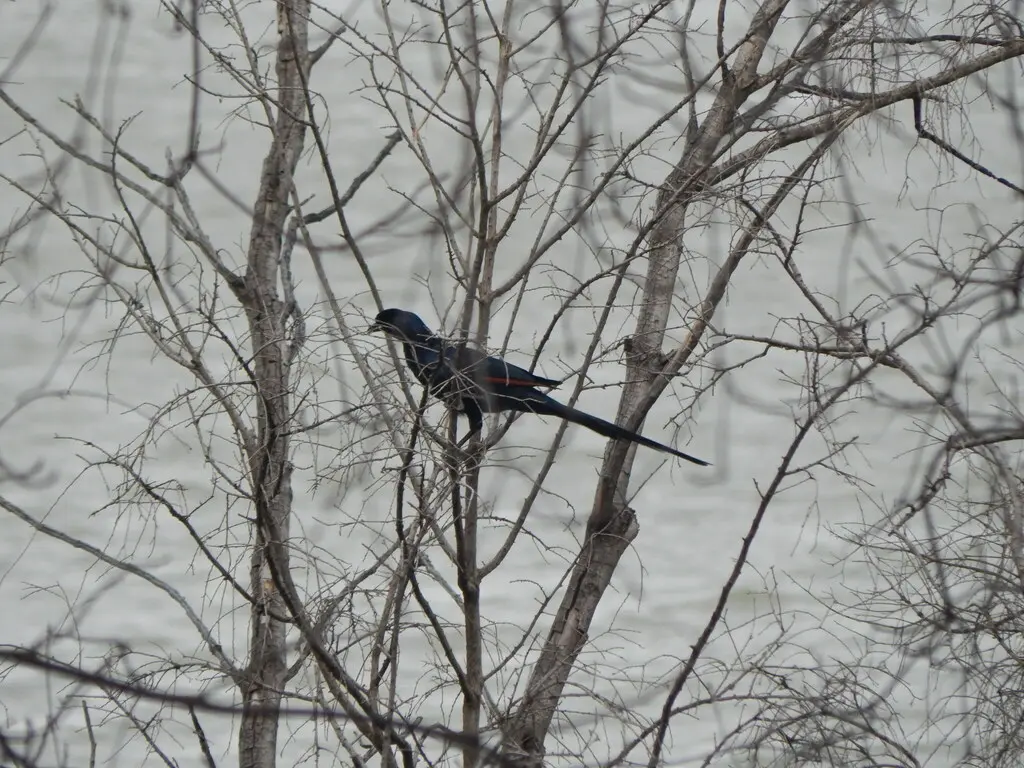 须冠栗翅椋鸟(Onychognathus salvadorii)