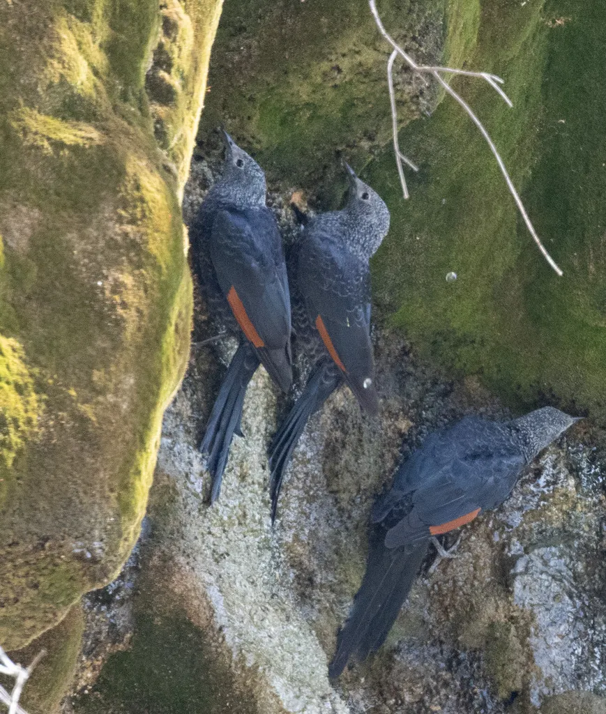 细嘴栗翅椋鸟(Onychognathus tenuirostris)