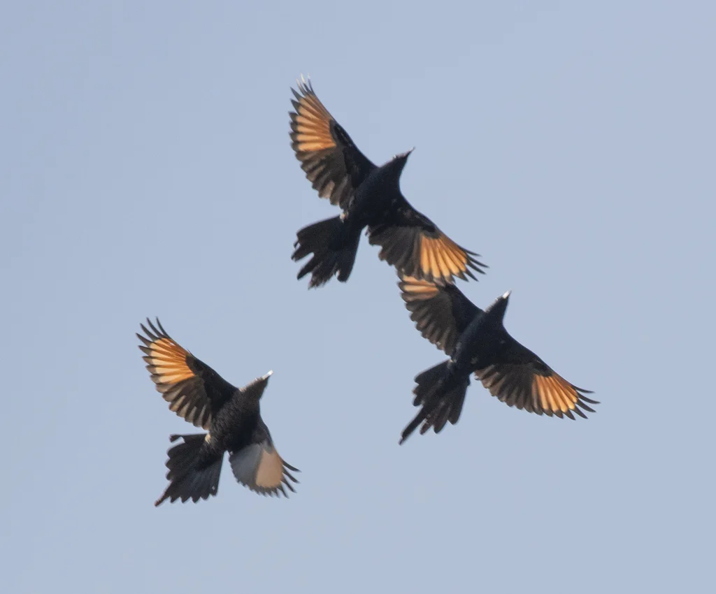 细嘴栗翅椋鸟(Onychognathus tenuirostris)