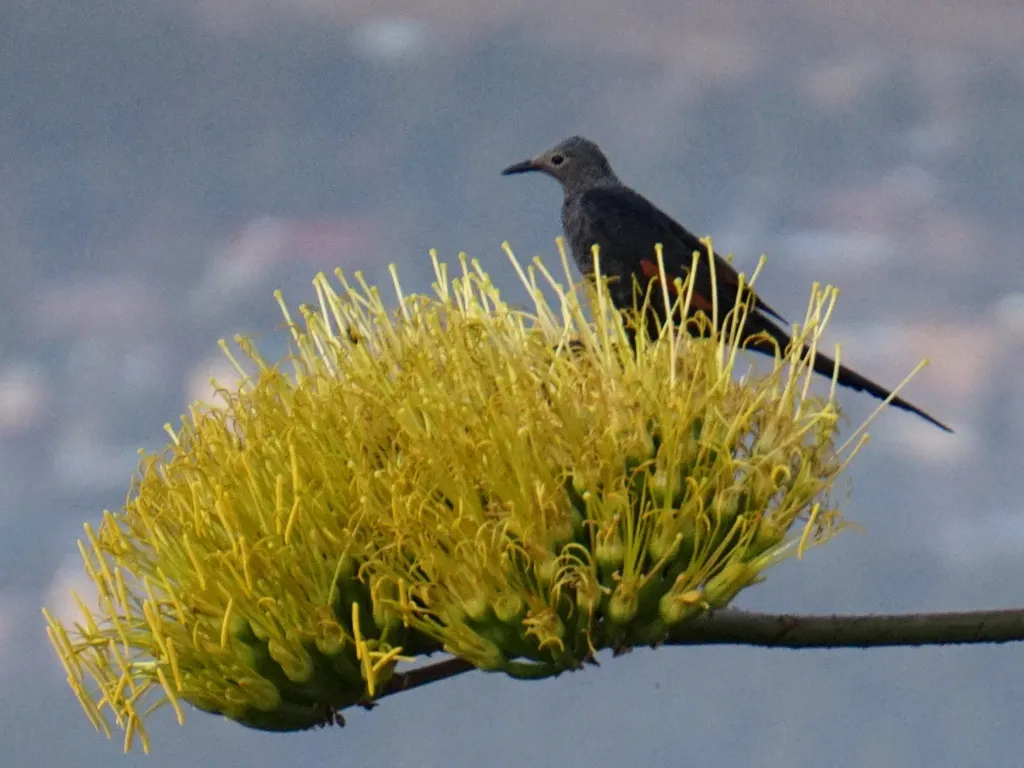 细嘴栗翅椋鸟(Onychognathus tenuirostris)