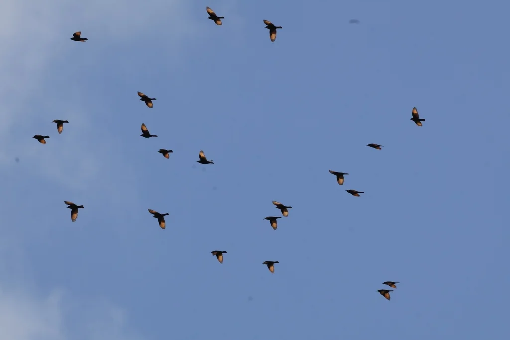 红海栗翅椋鸟(Onychognathus tristramii)