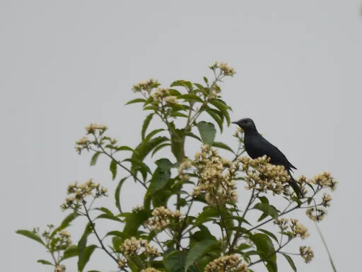 高山栗翅椋鸟(Onychognathus walleri)