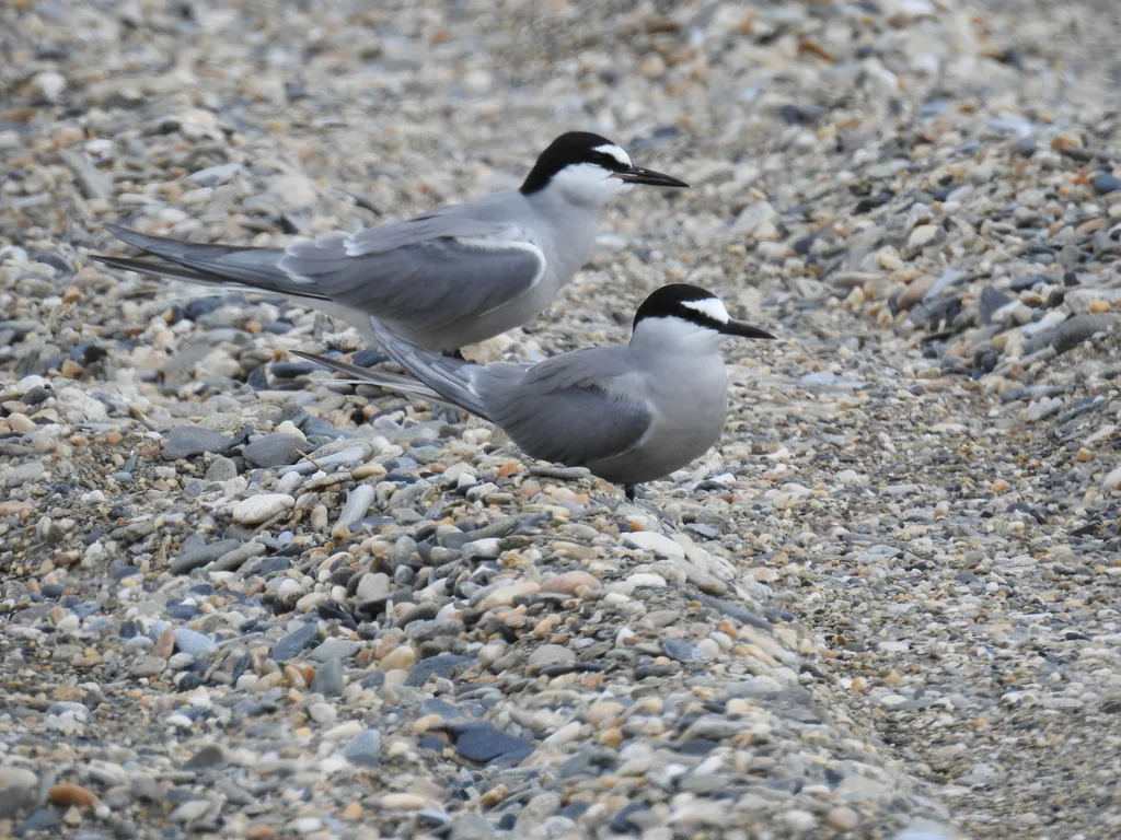 白腰燕鸥(Onychoprion aleuticus)