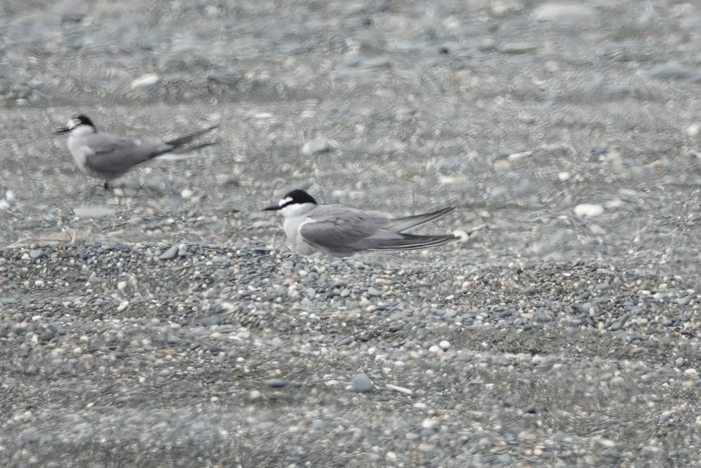 白腰燕鸥(Onychoprion aleuticus)