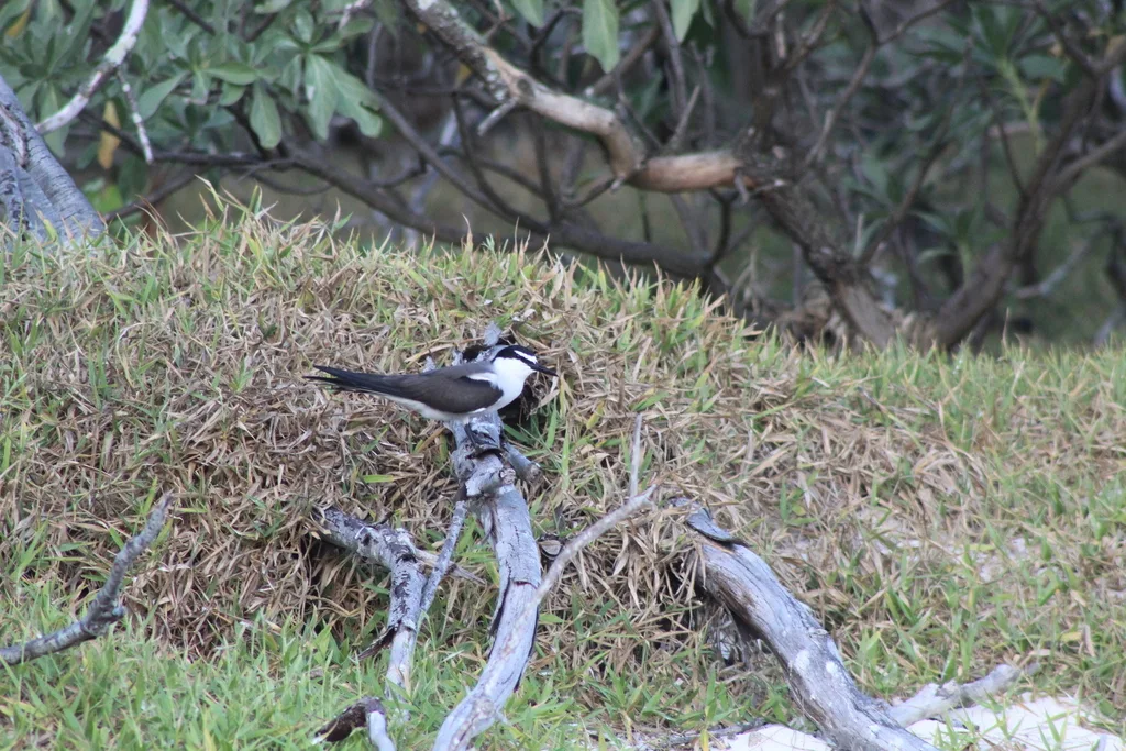 褐翅燕鸥(Onychoprion anaethetus)