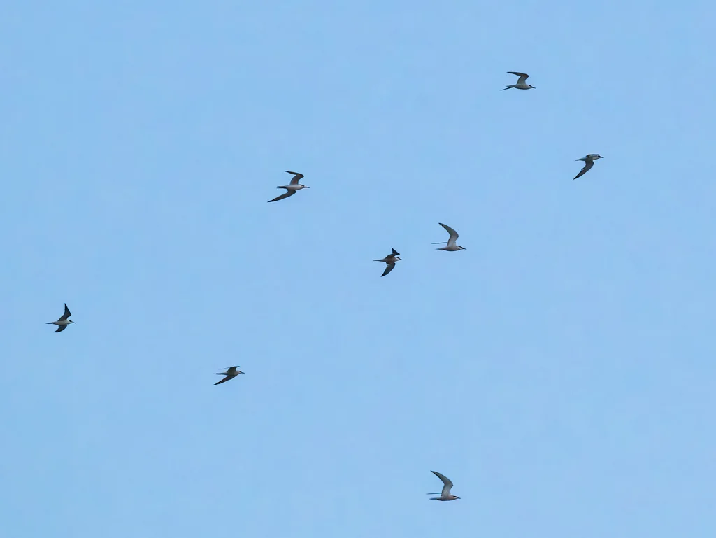 褐翅燕鸥(Onychoprion anaethetus)