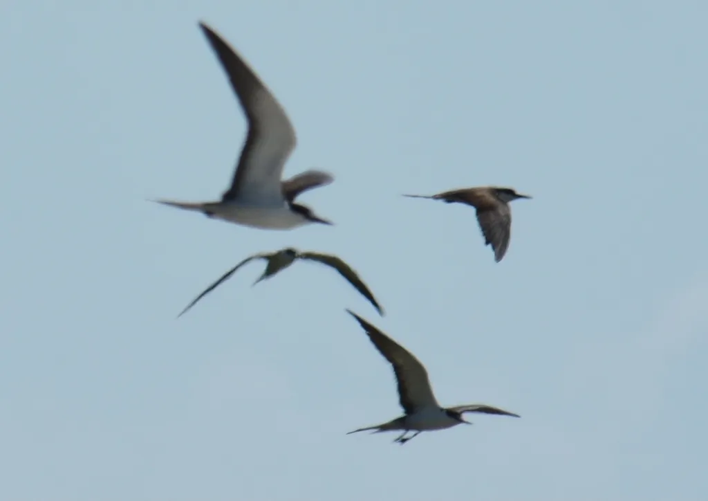 乌燕鸥(Onychoprion fuscatus)