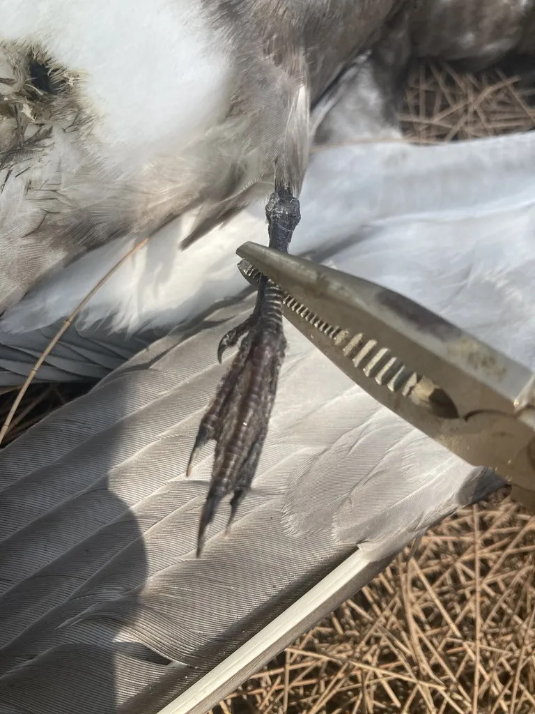 乌燕鸥(Onychoprion fuscatus)