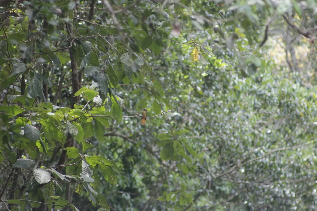 皇霸鹟（Onychorhynchus coronatus）
