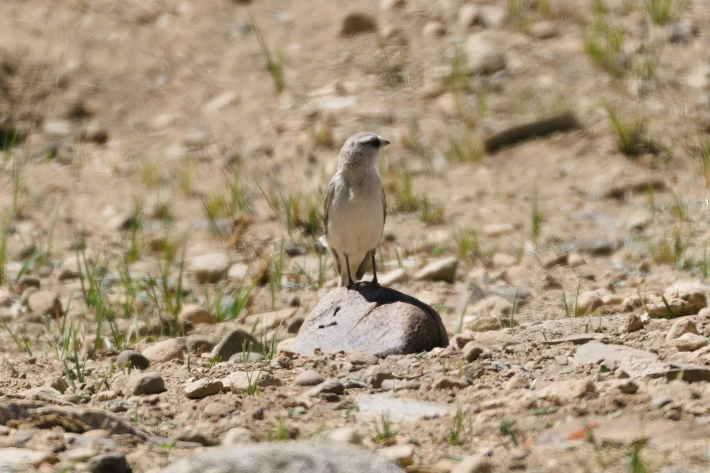 白腰雪雀(Onychostruthus taczanowskii)