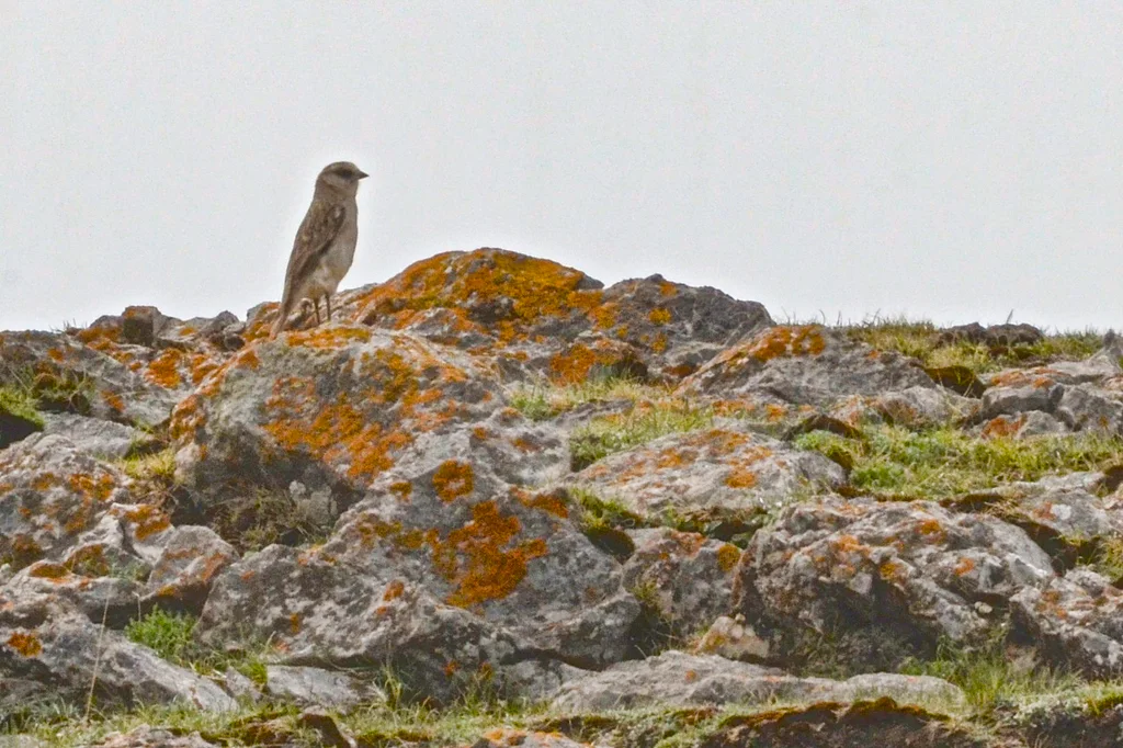白腰雪雀(Onychostruthus taczanowskii)