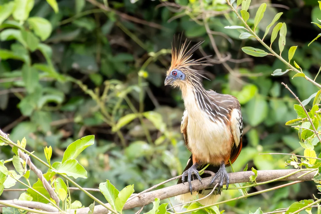 麝雉(Opisthocomus hoazin)