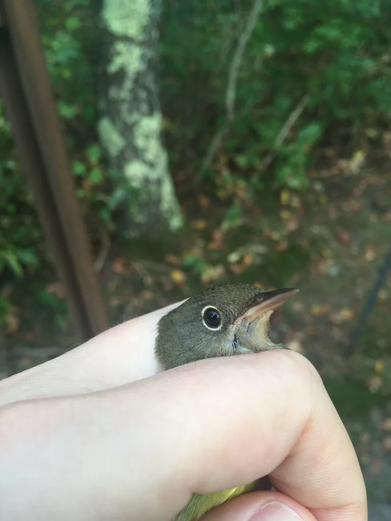 灰喉地莺(Oporornis agilis)
