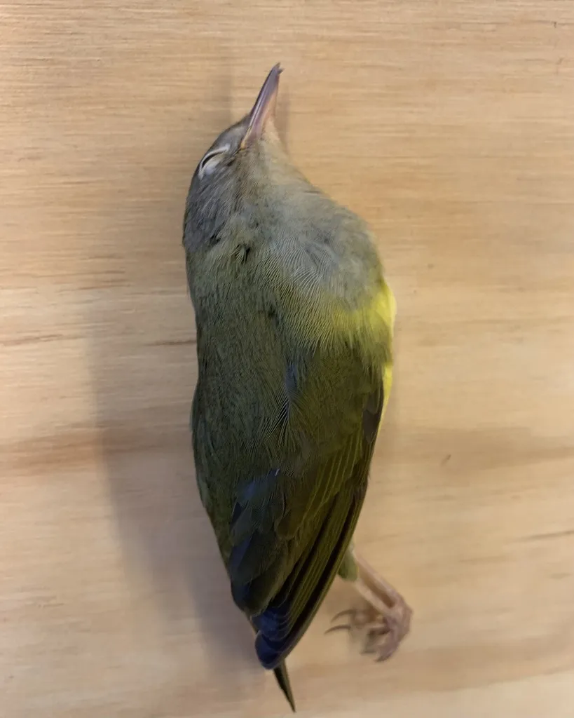灰喉地莺(Oporornis agilis)