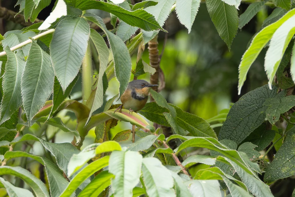 领娇莺（Oreolais ruwenzorii）