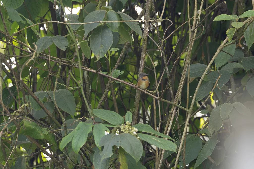 领娇莺（Oreolais ruwenzorii）
