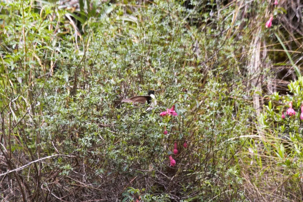 须蜂鸟(Oreonympha nobilis)