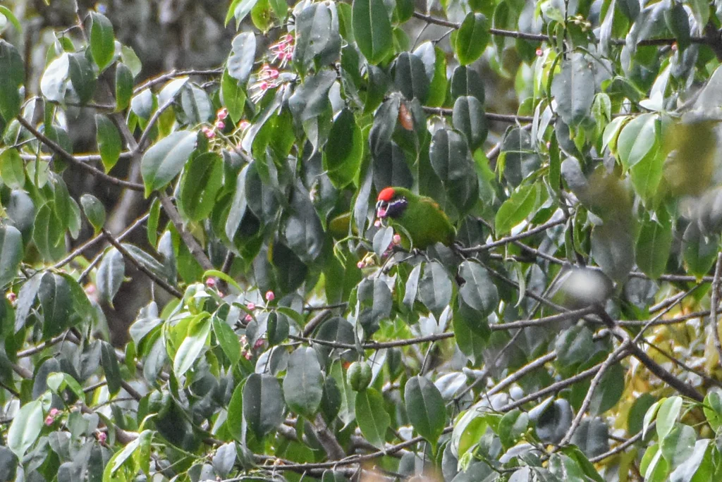 紫颊鹦鹉(Oreopsittacus arfaki)