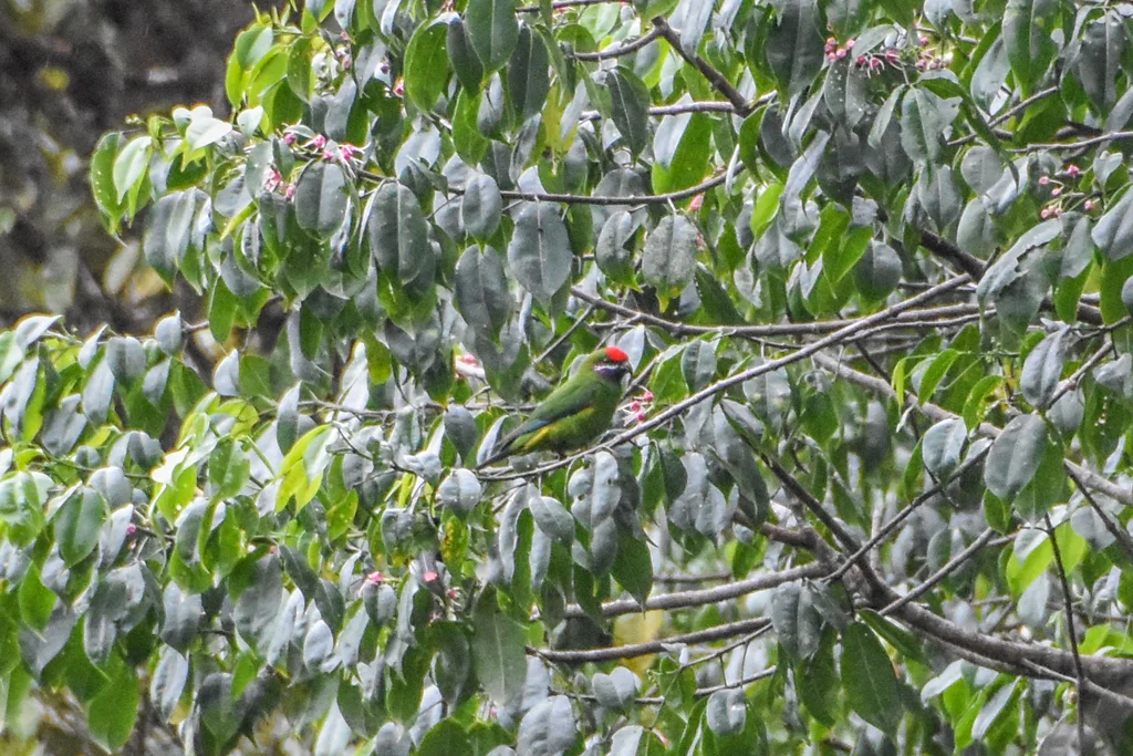 紫颊鹦鹉(Oreopsittacus arfaki)