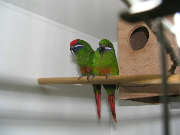 紫颊鹦鹉(Oreopsittacus arfaki)