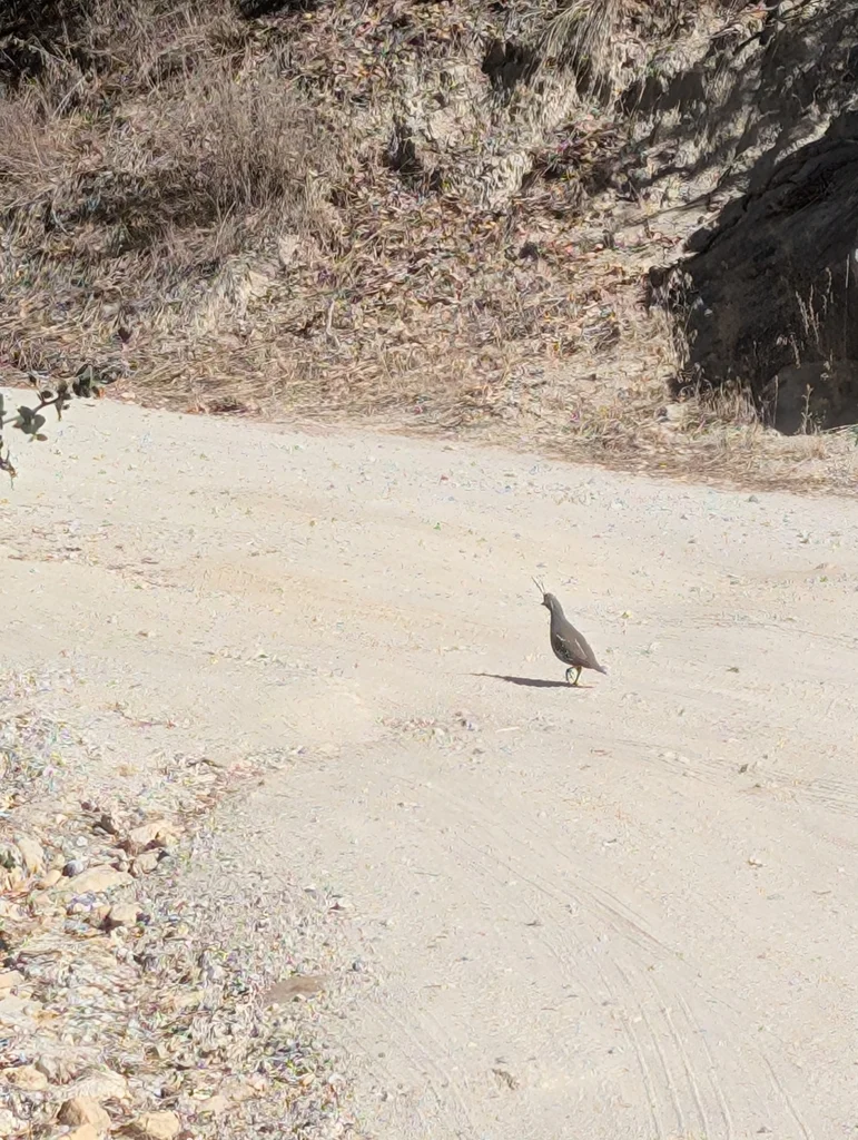 山翎鹑(Oreortyx pictus)