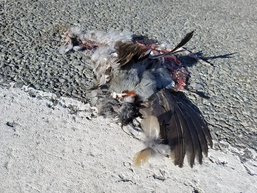 山翎鹑(Oreortyx pictus)