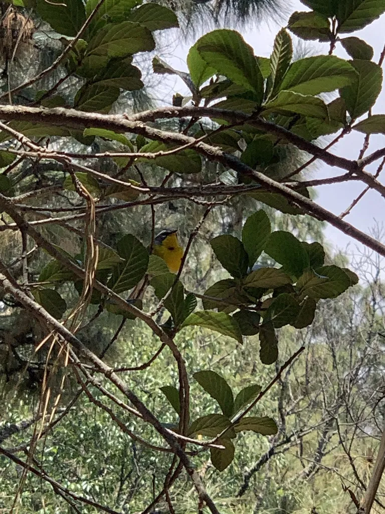 月胸森莺（Oreothlypis superciliosa）